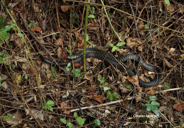 Biacco (Hierophis viridiflavus) (720x500)