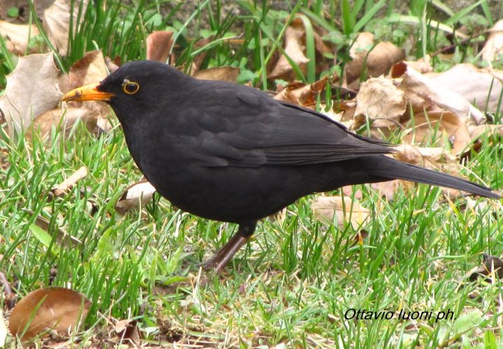 Merlo (Turdus merula) (720x500)