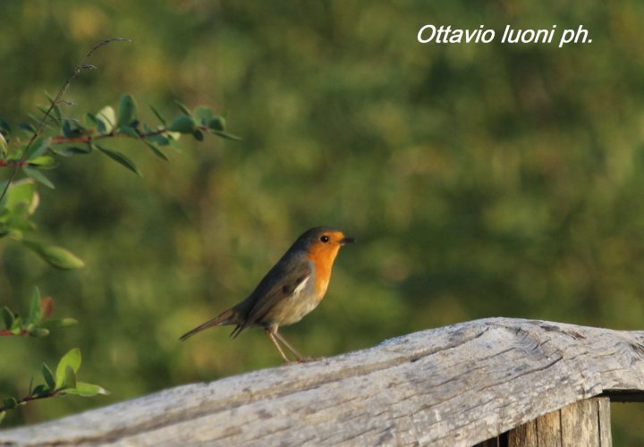 Pettirosso (Erithacus rubecula) (720x500)